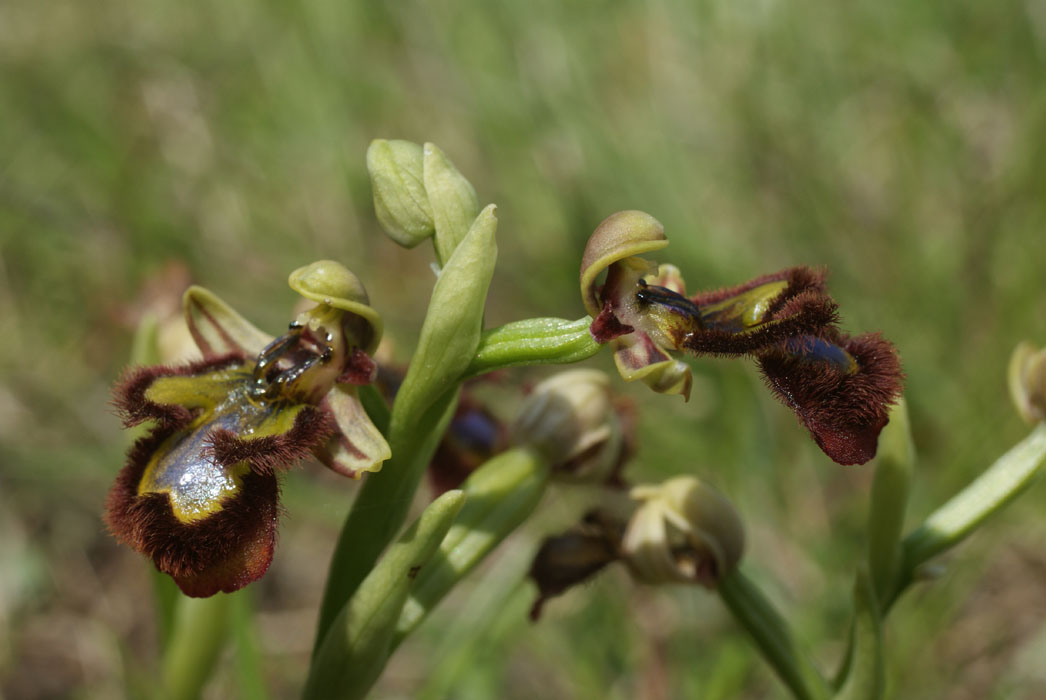 243Ophrys ciliata Parahou st1 020509 (33)