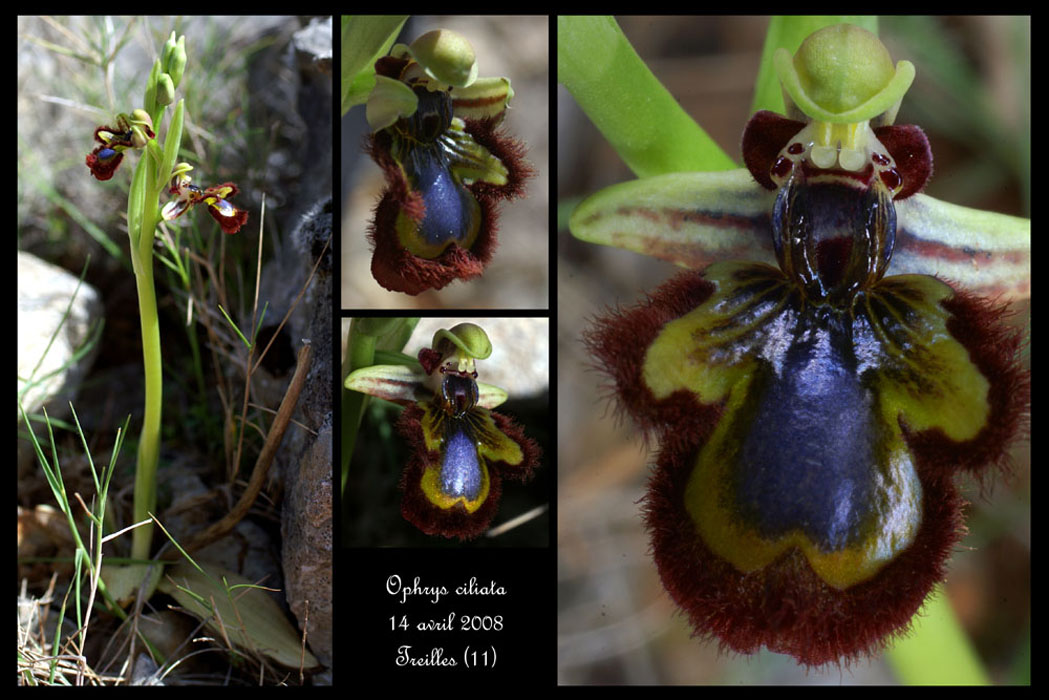 243Ophrys-ciliata2
