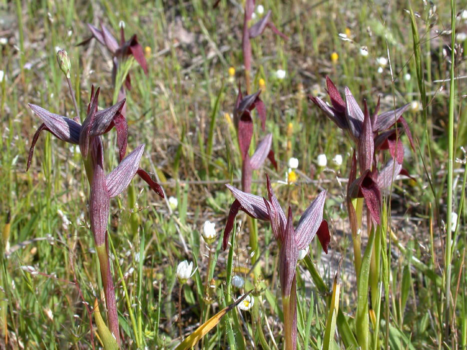 264Serapias-strictiflora