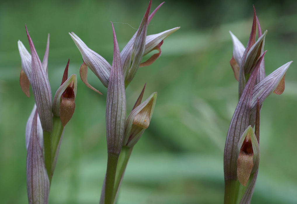 265Serapias-parviflora3