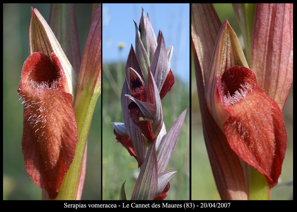 266Serapias-vomeracea6