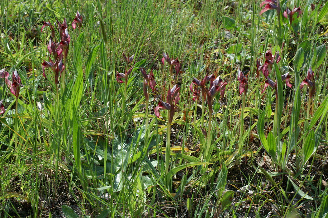 267Serapias lingua Mandelieu 170407 (2)