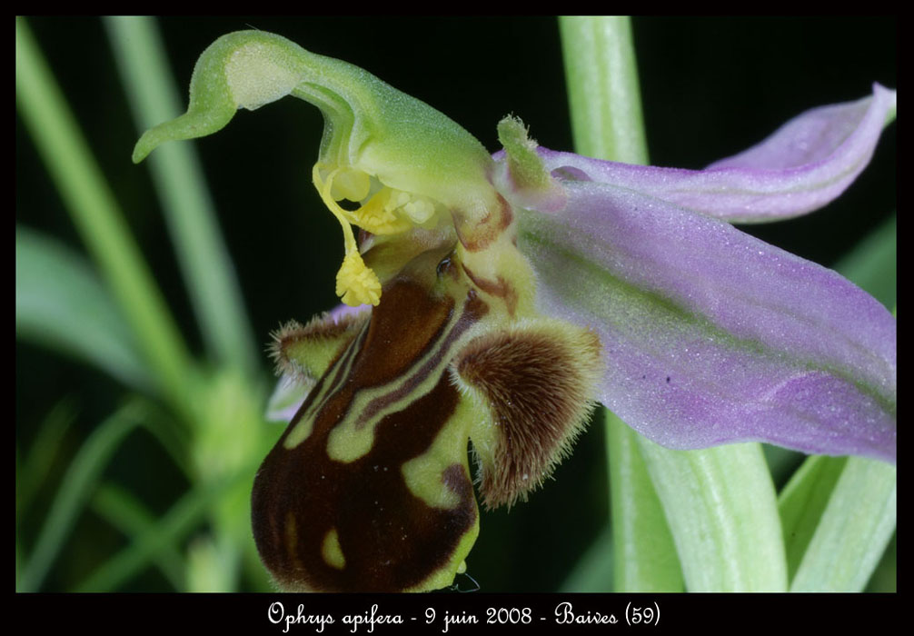 27-Ophrys-apifera