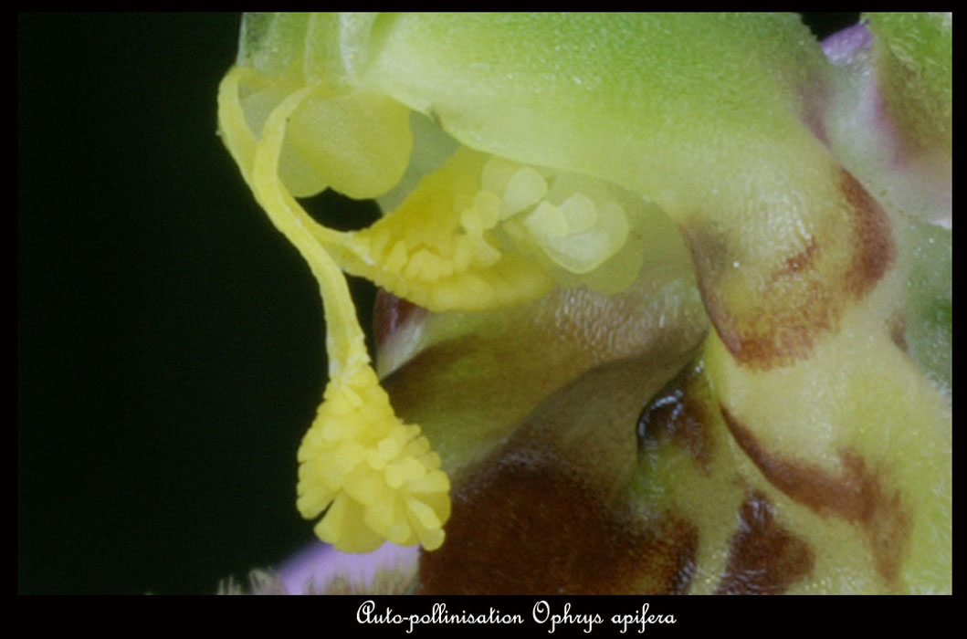 28-Ophrys-apifera