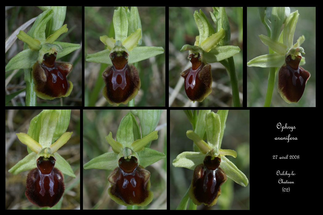 3 Ophrys aranifera4