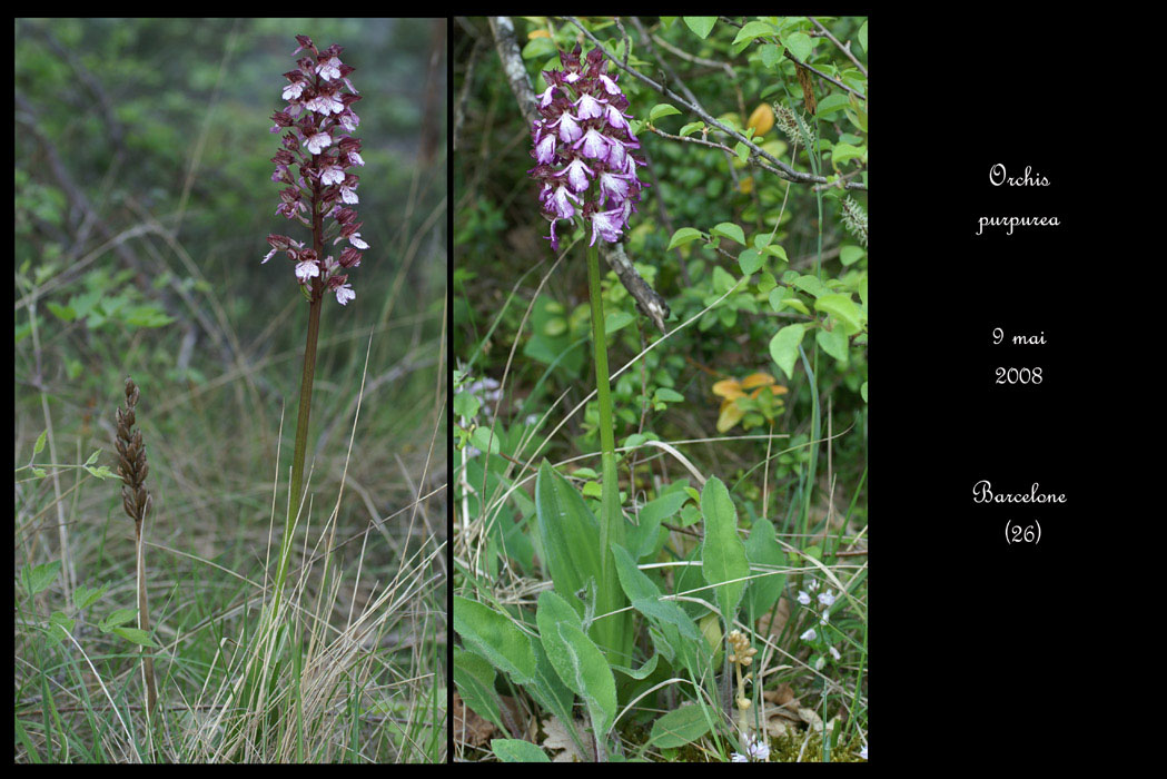 30 Orchis purpurea