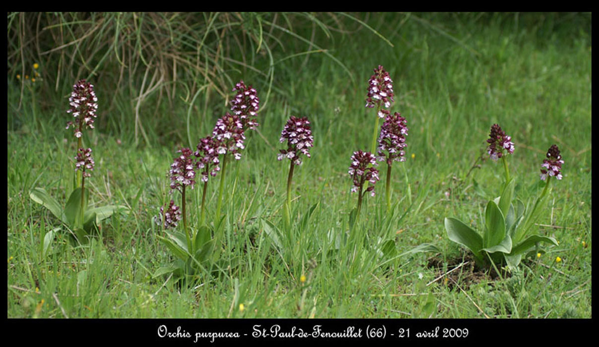 33-Orchis-purpurear