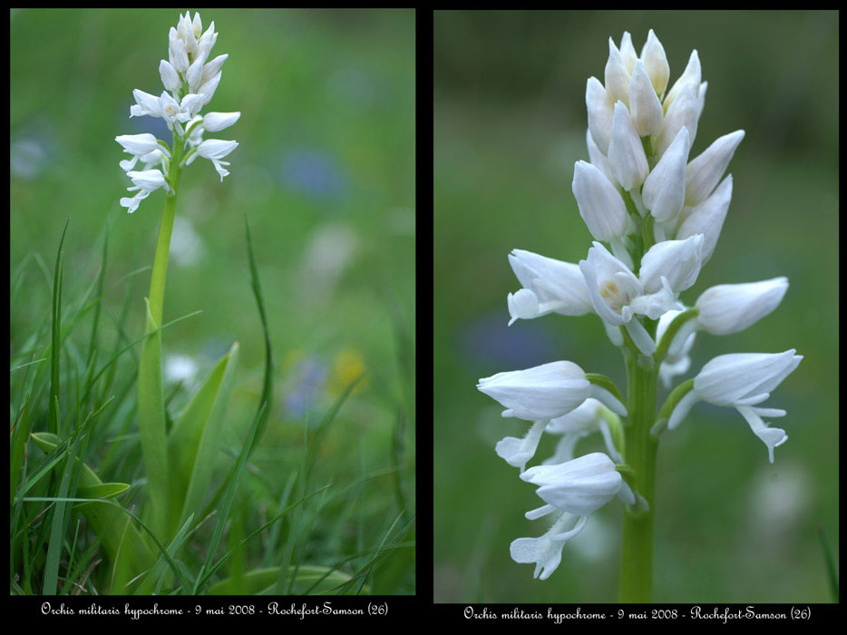 39-Orchis-militaris2