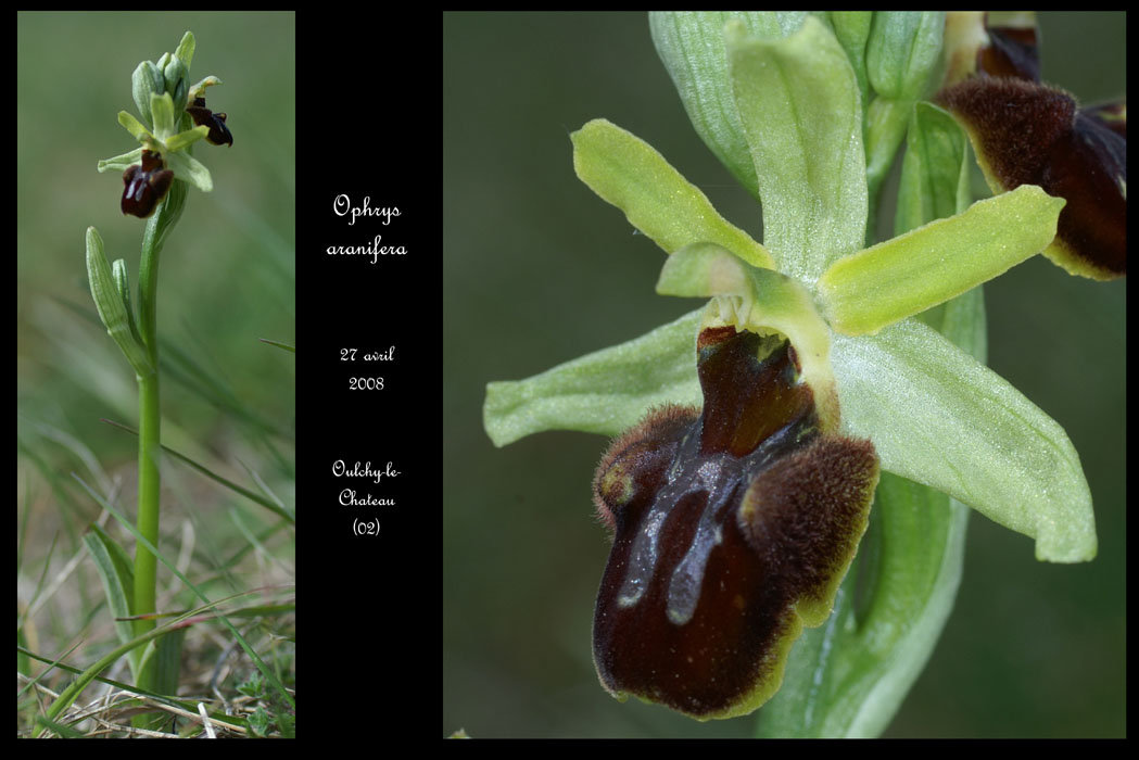4 Ophrys aranifera8