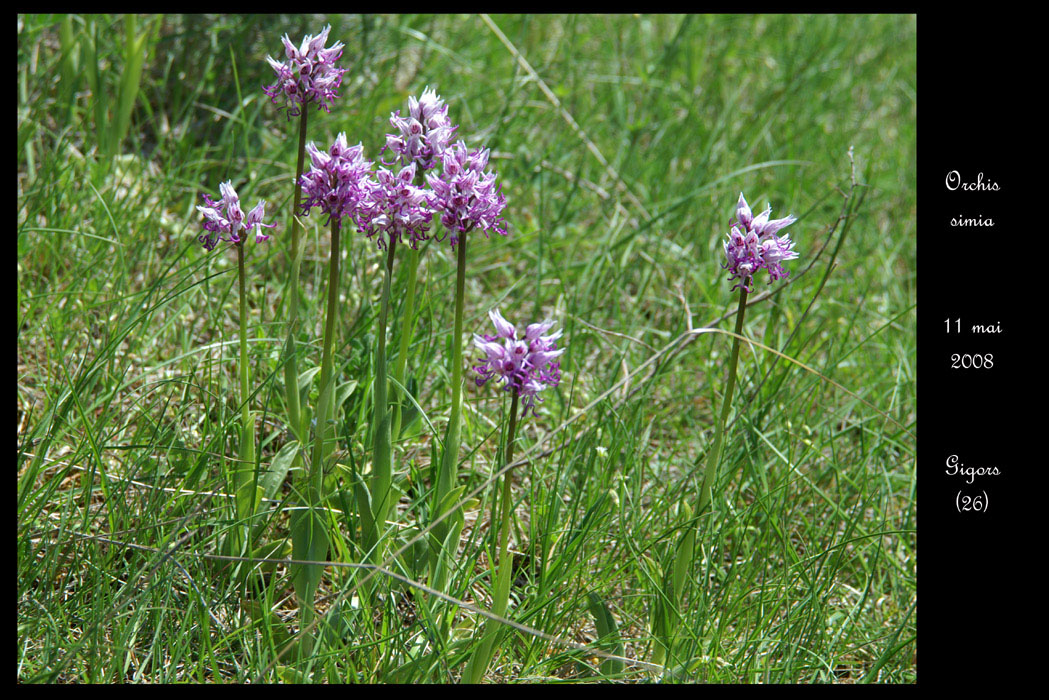 40 Orchis simia4