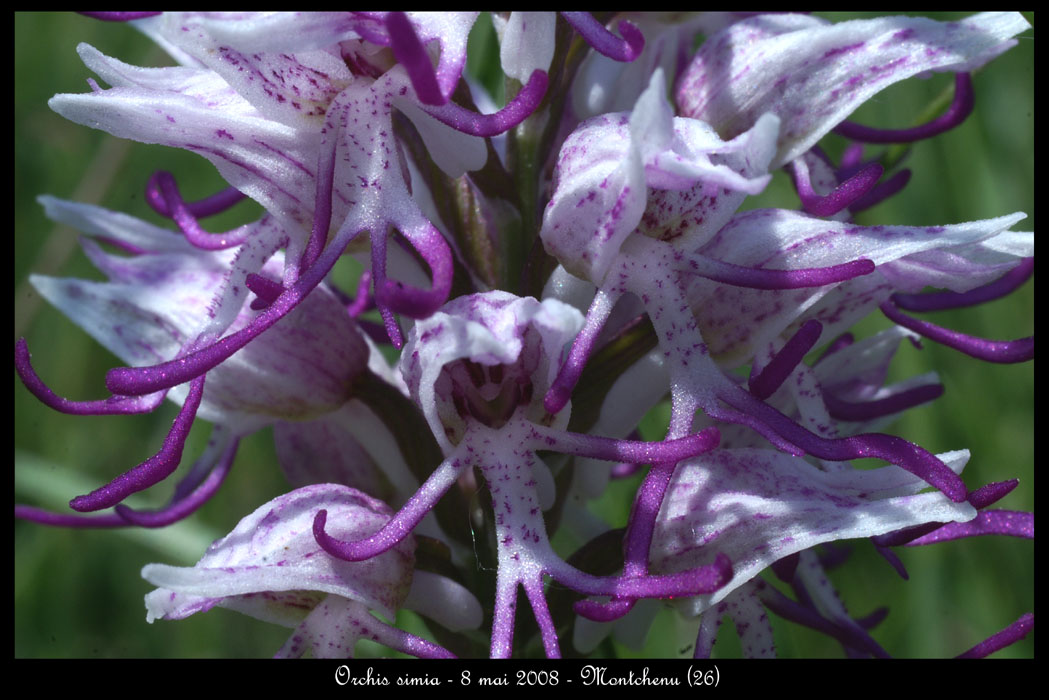 41 Orchis simia