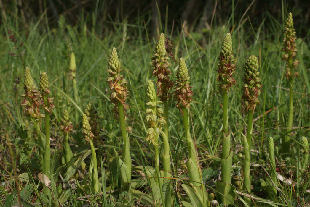 47 Orchis anthropophora Col du Paradis 020509 (3)