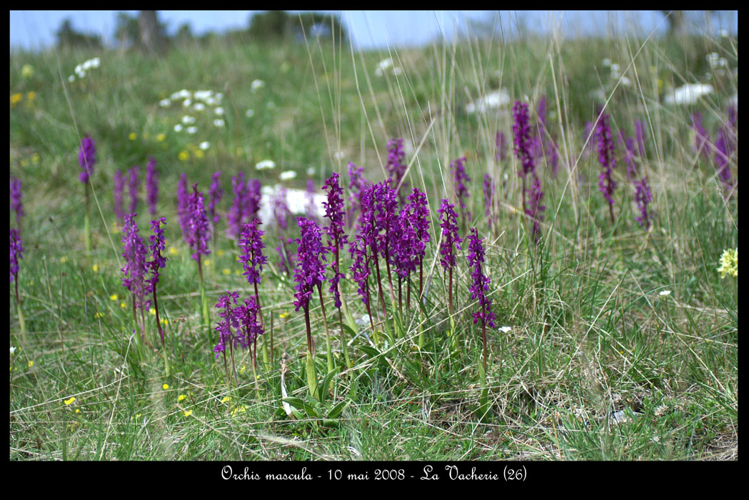 49aOrchis mascula