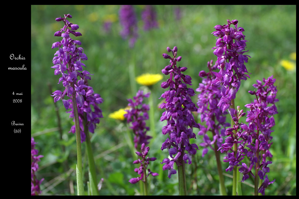 49aOrchis mascula10