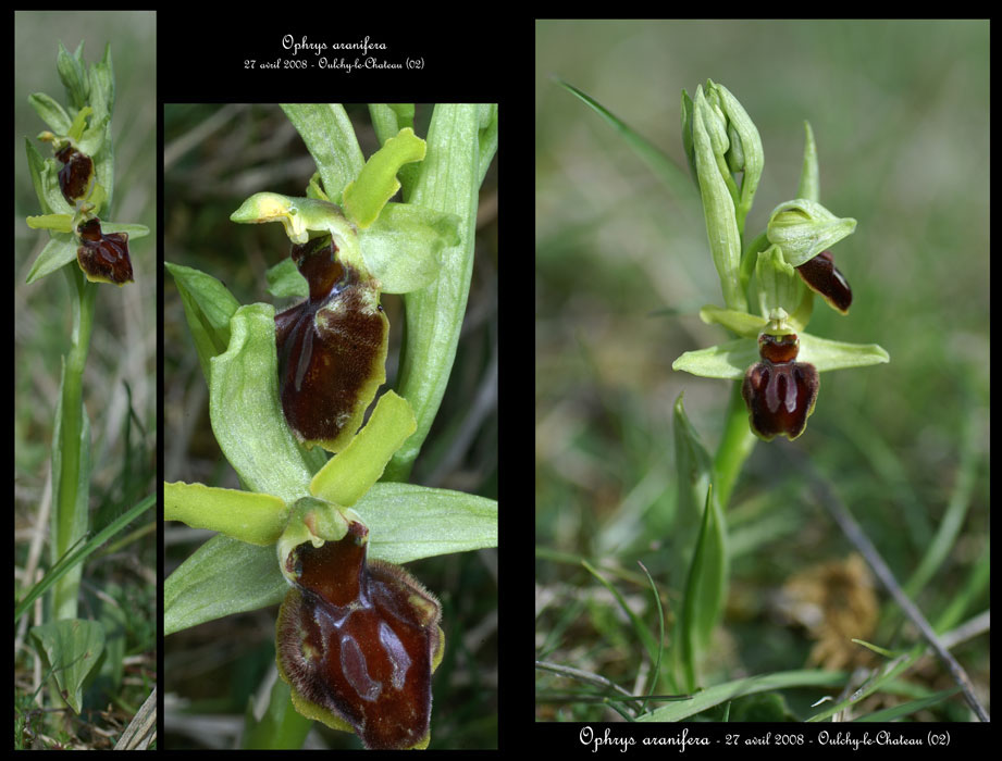 5-Ophrys-aranifera8