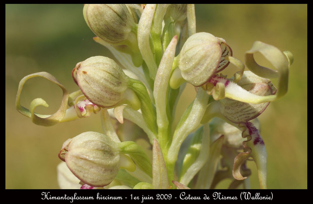 51 Himantoglossum-hircinum-Nismes-010609-(29)