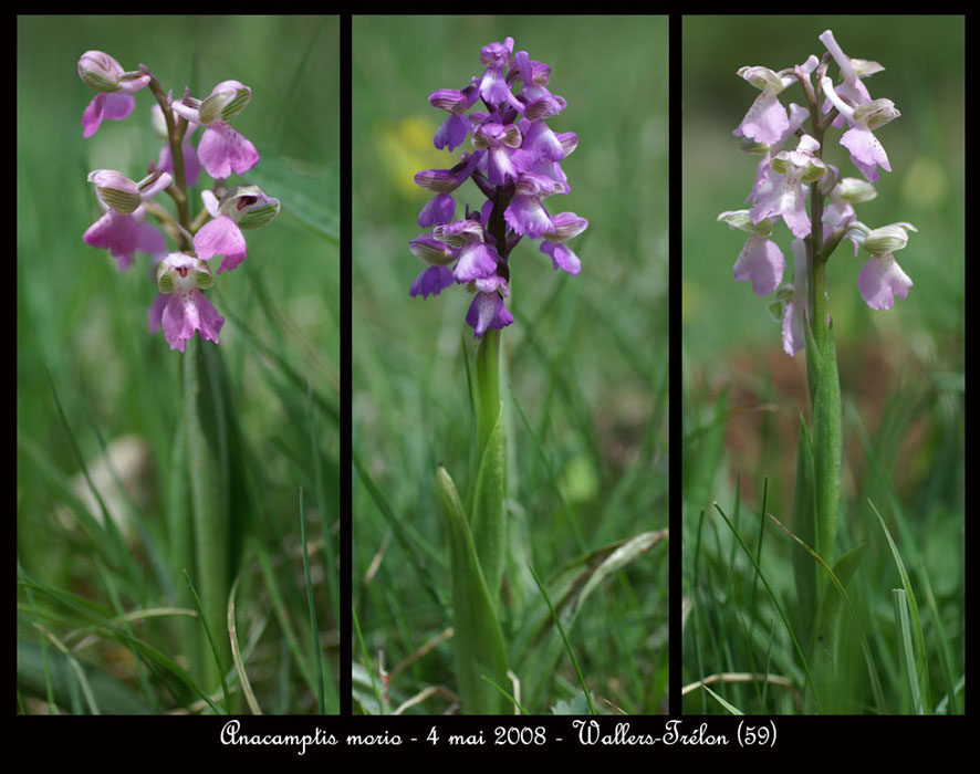56 Anacamptis-morio-Wallers-Trelon-040508-(27)