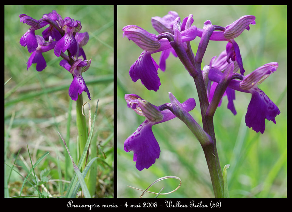 57 Anacamptis-morio-Wallers-Trelon-040508-(37)