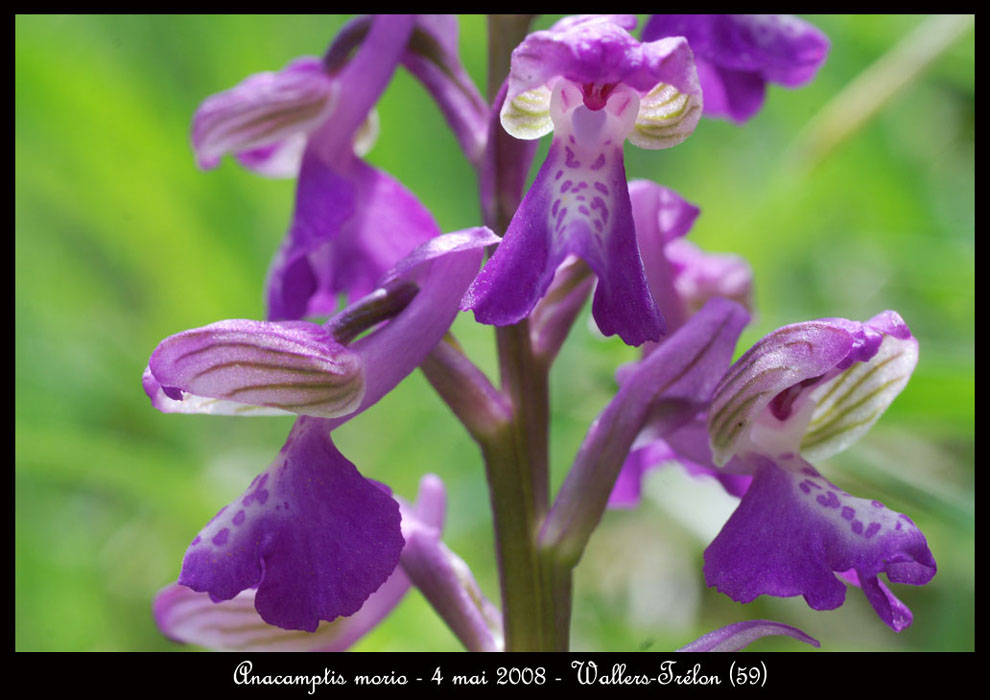 59 Anacamptis-morio-Baives-040508-(127)
