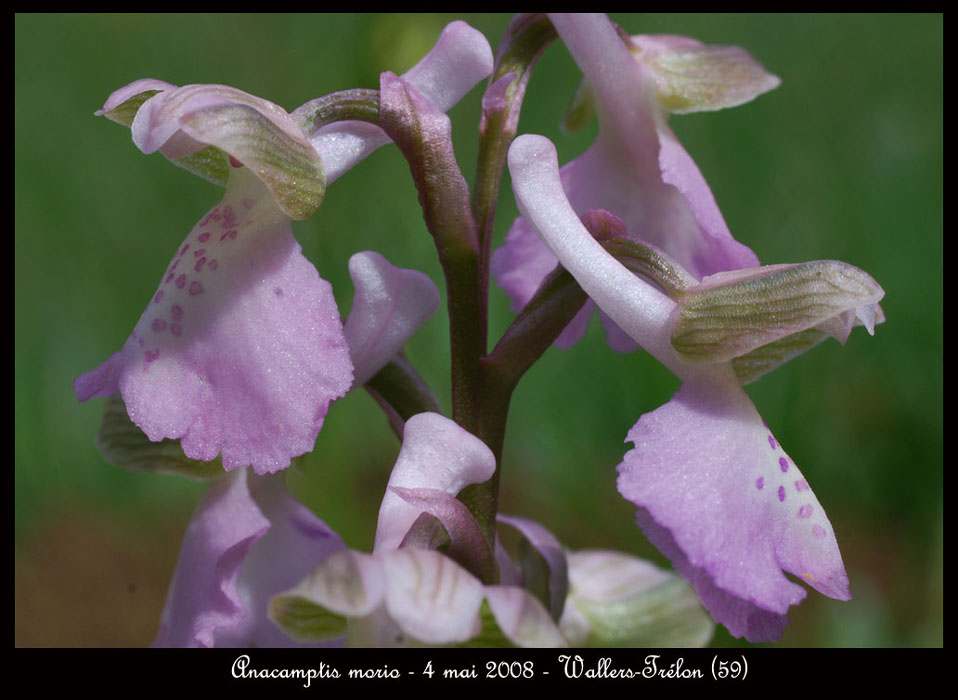 60 Anacamptis-morio-Wallers-Trelon-040508-(11)