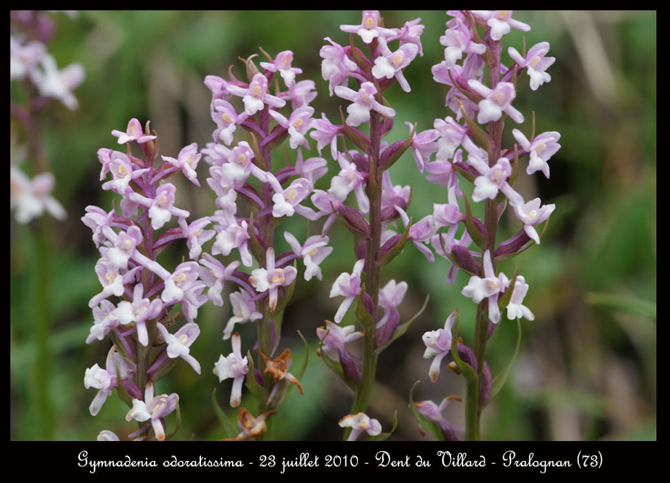 65 Gymnadenia odoratissima