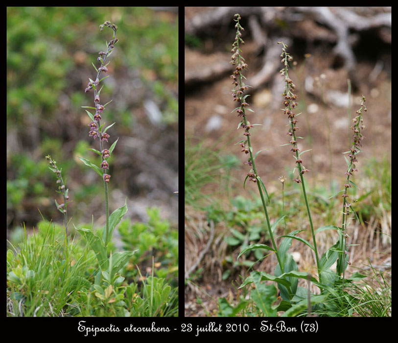 66-Epipactis-atrorubens