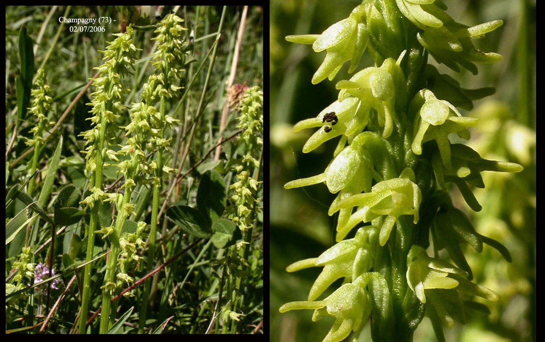 69-Herminium-monorchis3