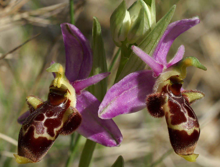 70 Ophrys-scolopax3