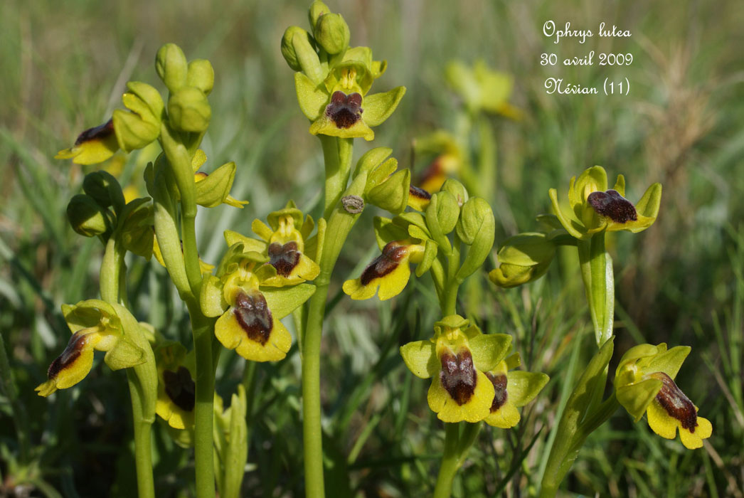 73-Ophrys-lutea-Névian-280409-(40)