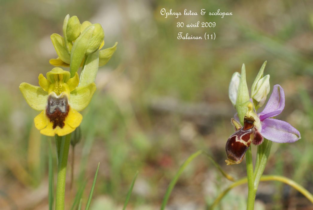 75-Ophrys-lutea-&-scolopax-Talairan-300409-(28)
