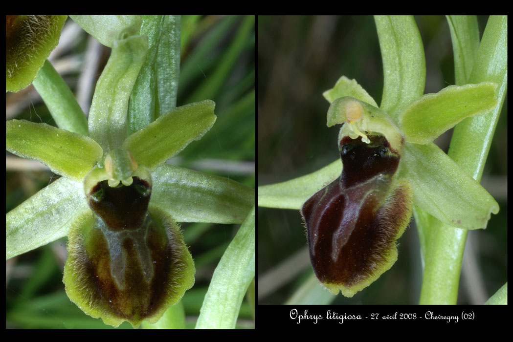8 Ophrys litigiosa3r