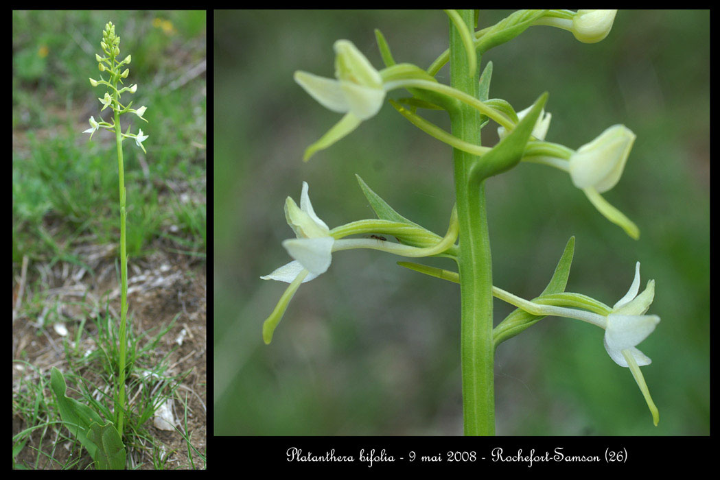 80 Platanthera bifolia12