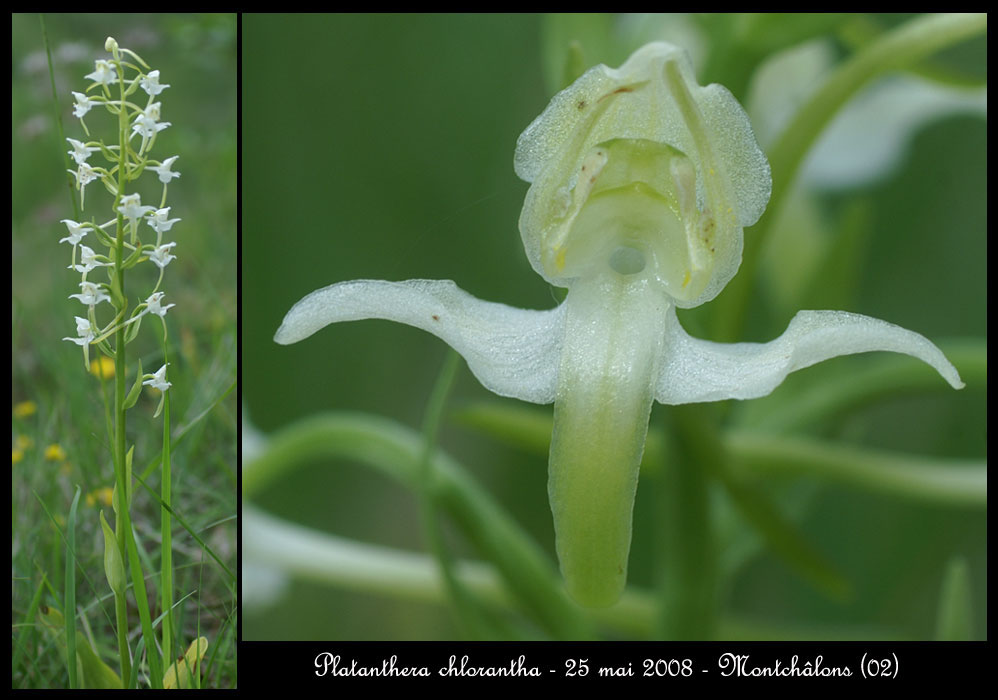 82 Platanthera-chlorantha