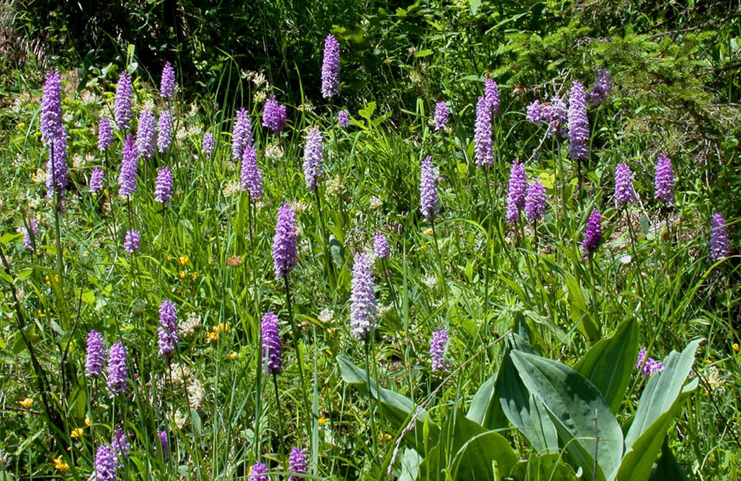 84 Dactylorhiza-fuchsii