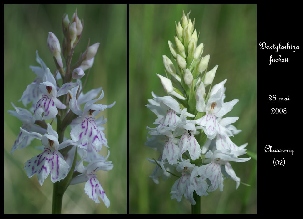 85 Dactylorhiza-fuchsii2