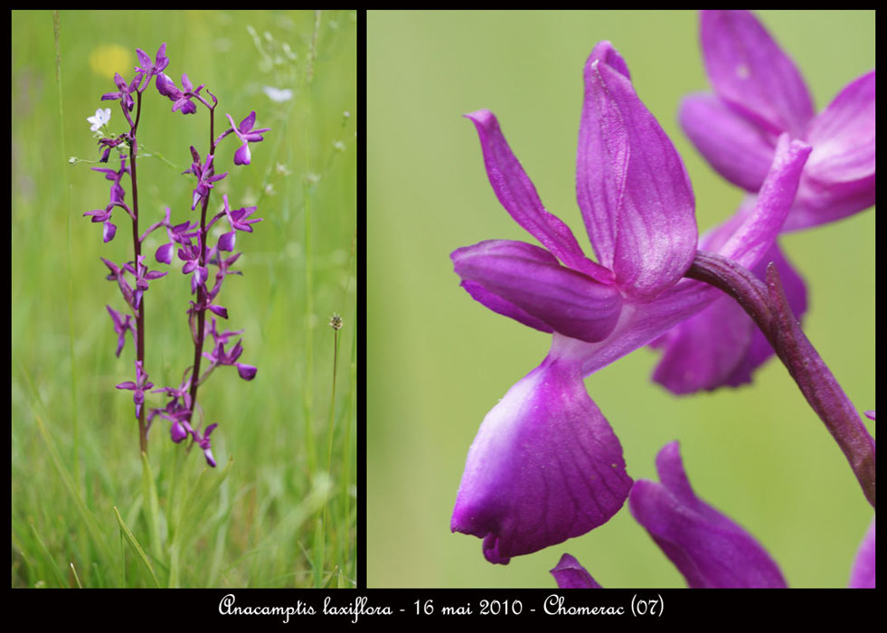 86 Anacamptis-laxiflora-Chomerac--Sabatas-160510-(44)
