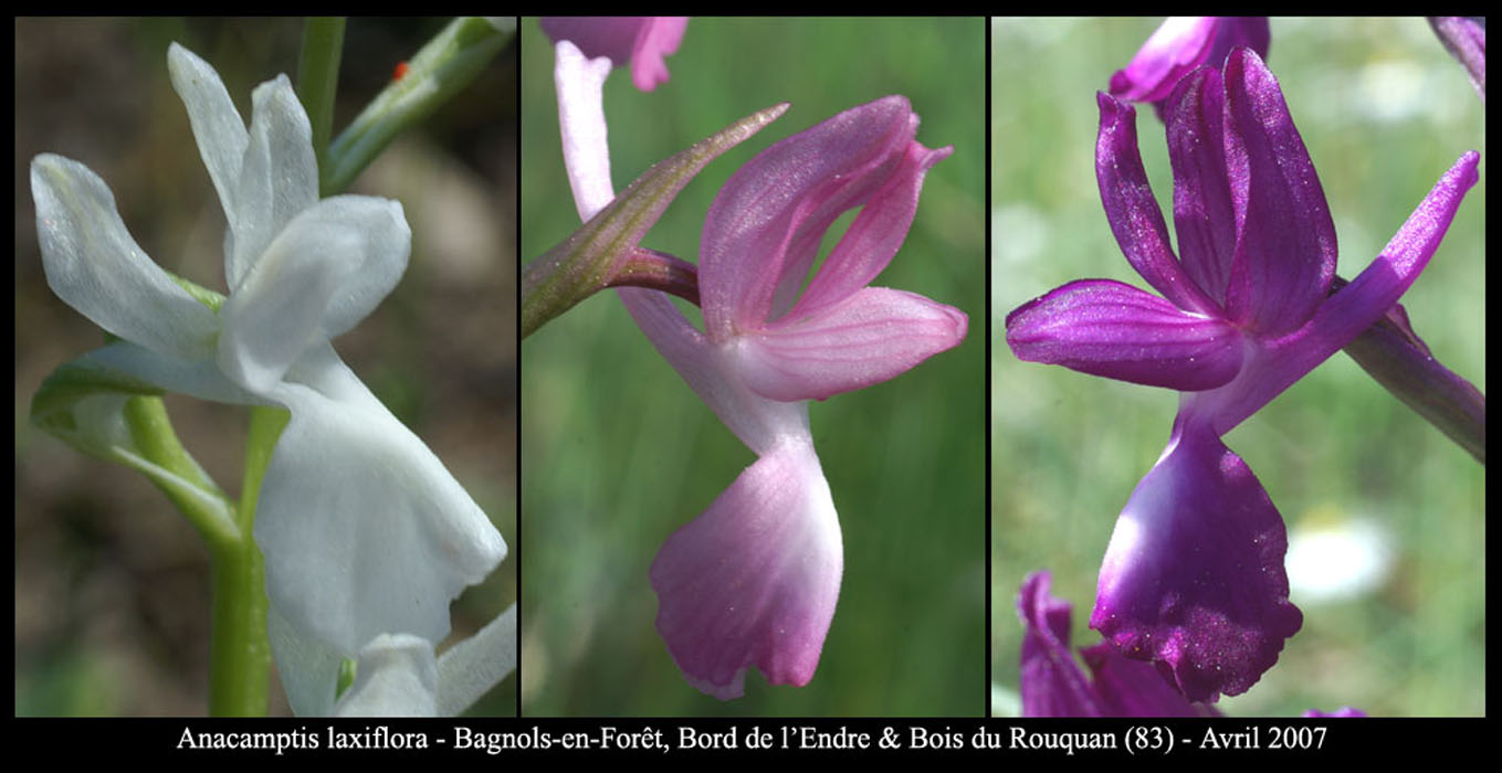 87 Anacamptis-laxiflora5