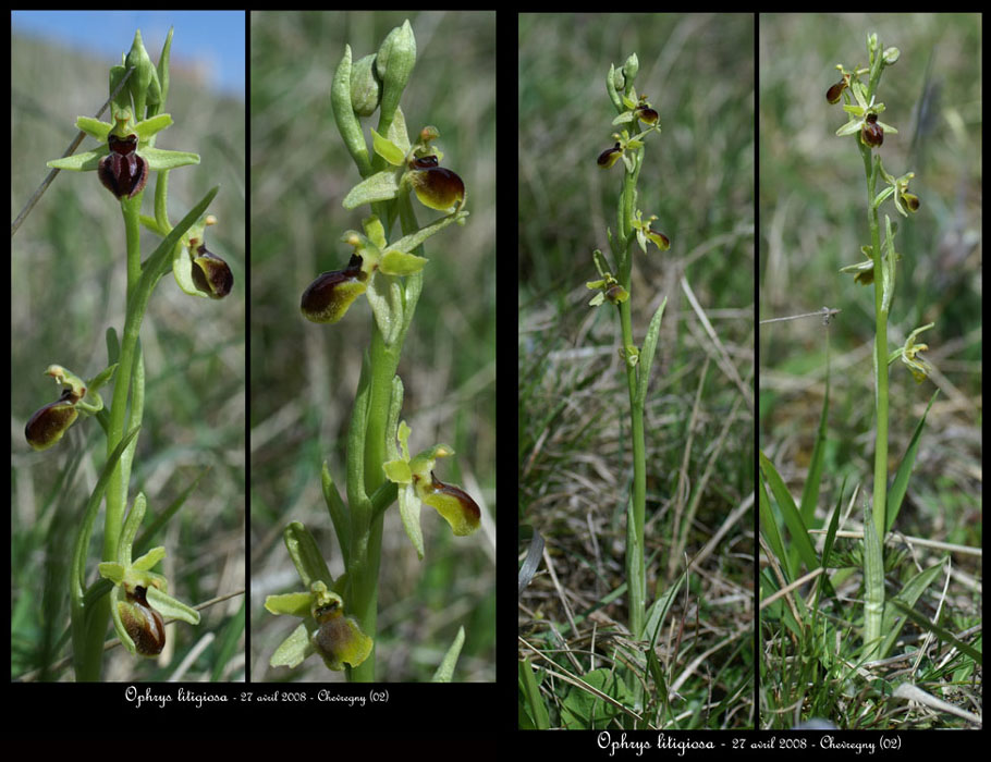 9-Ophrys-litigiosa3r