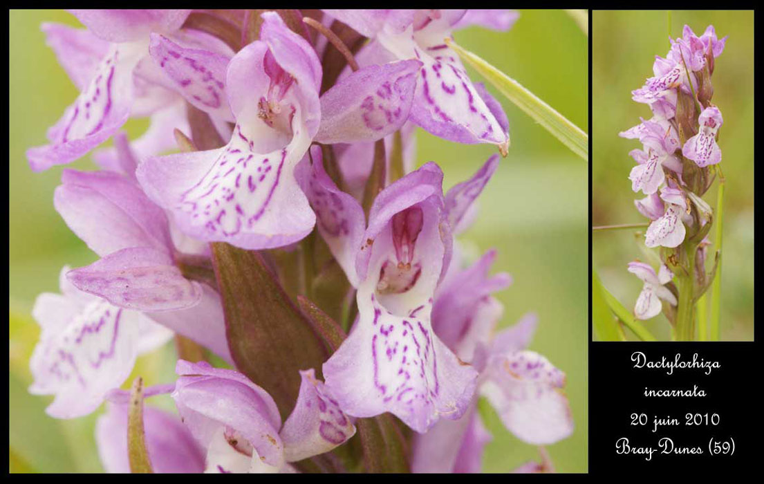 91 Dactylorhiza incarnata5