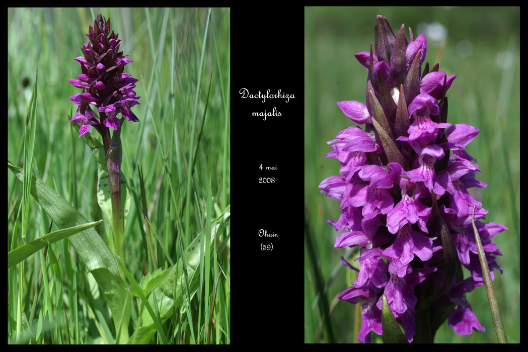98 Dactylorhiza majalis4