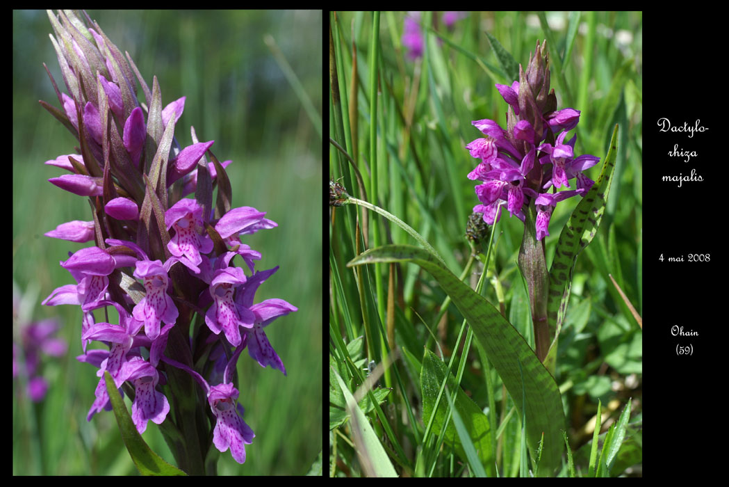 99 Dactylorhiza majalis3