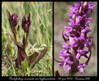 141 Dactylorhiza incarnata var hyphaematodes2