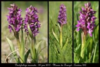 141 a Dactylorhiza incarnata2