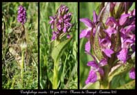 142 Dactylorhiza cruenta