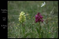 144Dactylorhiza sambucina2