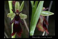 15 Ophrys insectifera2r