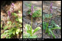 151Orchis-spitzelii2