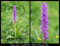 152aOrchis-ovalis-Ristolas-Bouchouse-010710-(162)