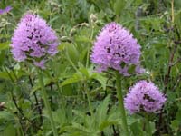 155Traunsteinera-globosa2