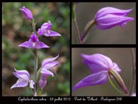 160 Cephalanthera rubra